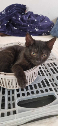 Adopter Velours