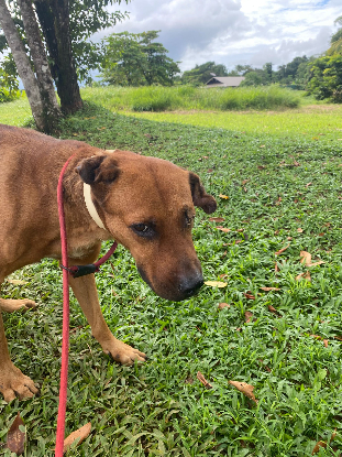 Adoption Etel