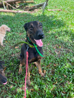 Adopter  chien : Vinto