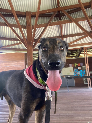 Adopter Vinto