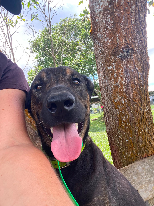 Adopter Vinto