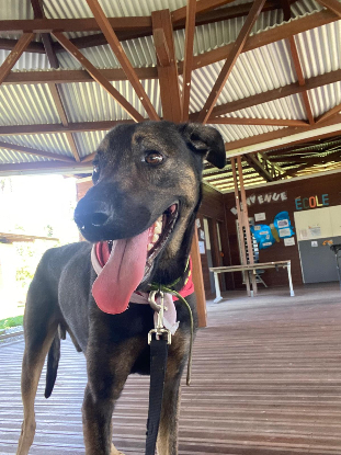 Adoption Vinto