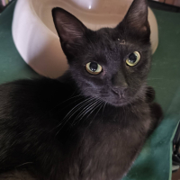 Adopter  chat : Bagheera