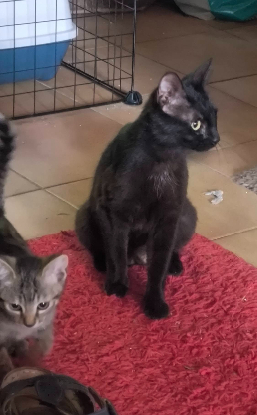 Adopter Bagheera