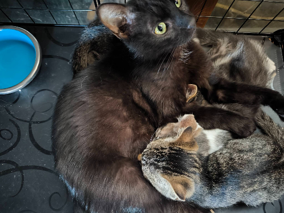 Adopter Bagheera