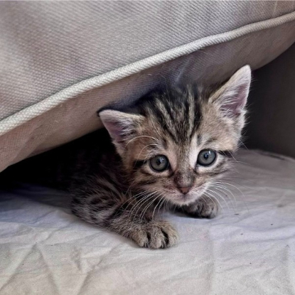 Adopter Sally