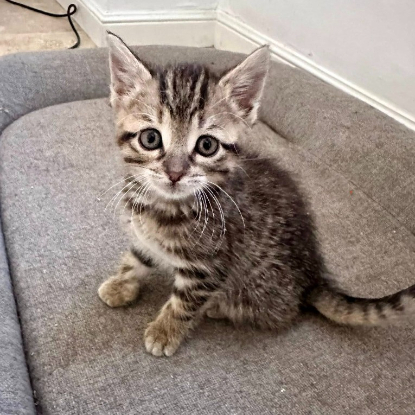 Adopter Sally