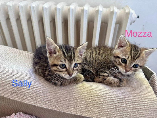 Adoption Sally