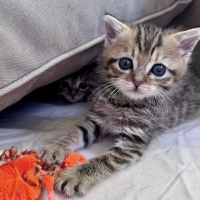 Adopter  chat : Mozza