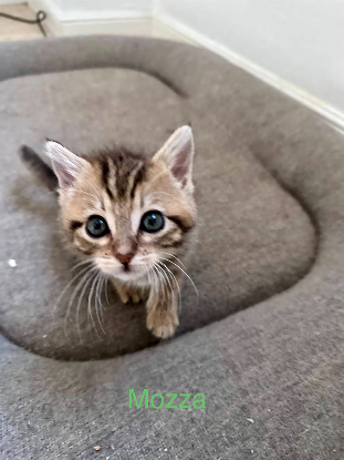 Adopter Mozza