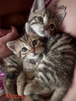 Adoption Mozza