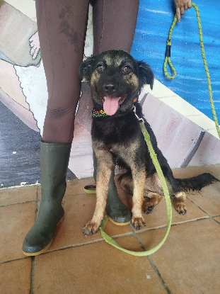 Adopter Gaya