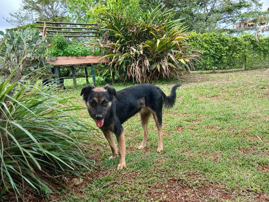 Adopter Gaya