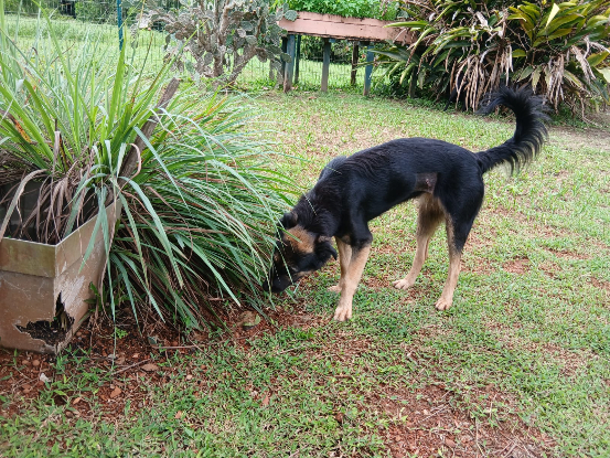 Adoption Gaya
