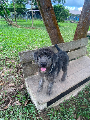 Adopter Ross