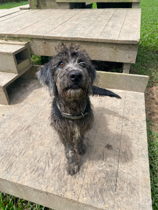 Adopter Ross