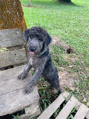 Adoption Ross