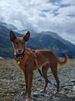 Adopter  chien : Malone