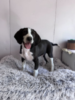 Adopter  chien : Pluto