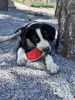 Adopter Pluto