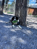 Adopter Pluto