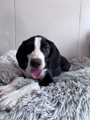 Adoption Pluto
