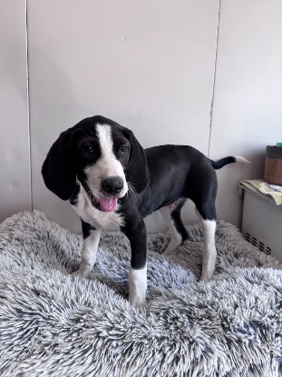 Adoption Pluto