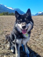 Adopter  chien : Arcane