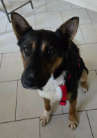 Adopter  chien : Zoé