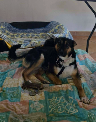 Adopter Zoé