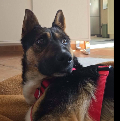 Adopter Zoé