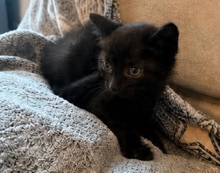 Adopter Bona