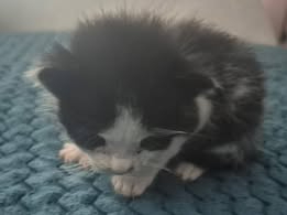 Adopter  chat : Oreo