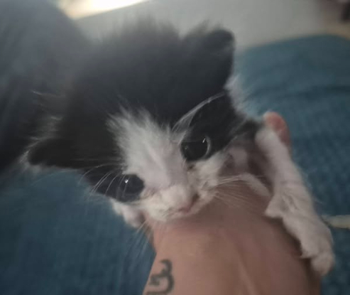 Adopter Oreo
