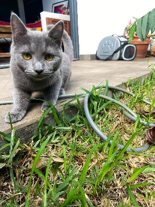 Adopter Gribouille