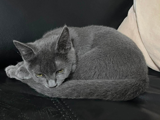 Adoption Gribouille