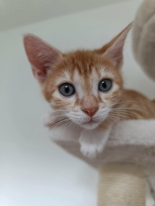 Adopter Bijou