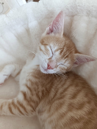 Adopter Bijou