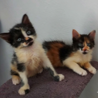 Adopter  chat : Bahia et pandy