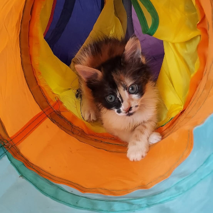 Adopter Bahia et pandy
