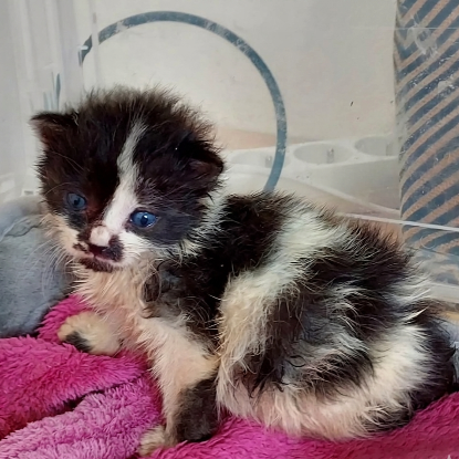 Adopter Bahia et pandy