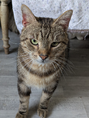 Adopter Mousse