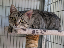 Adopter  chat : Athos