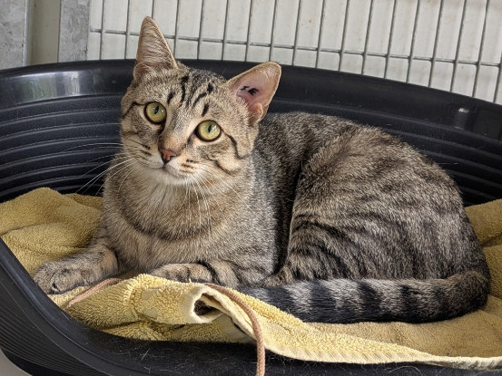 Adopter Athos