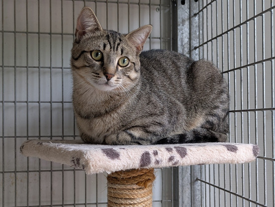Adoption Athos
