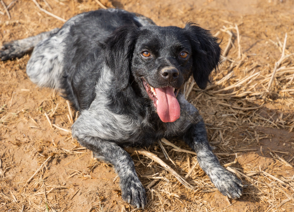 Adopter Lolo
