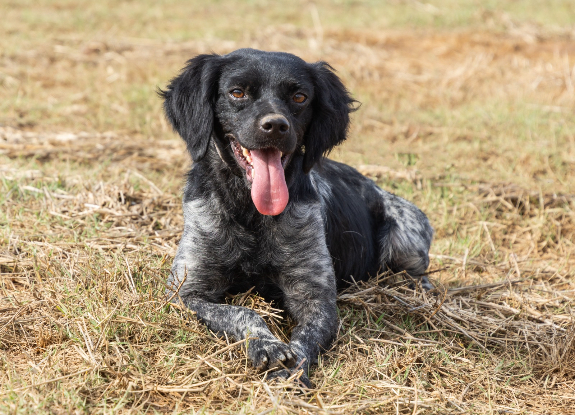 Adopter Lolo