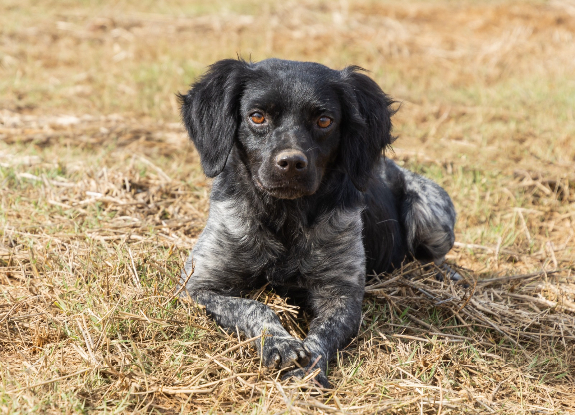 Adoption Lolo