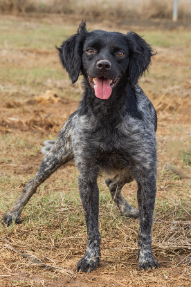 Adoption Lolo