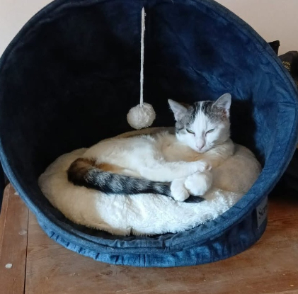 Adopter Bunny